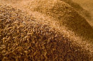 Balle de riz : l’isolant écologique par nature