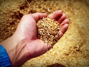 Balle de riz